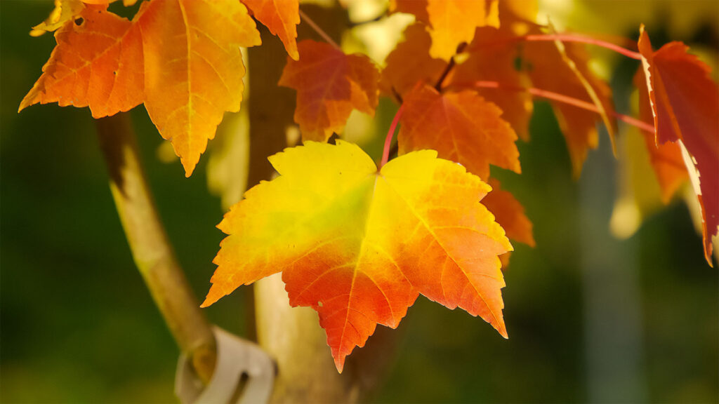 Herbstlich bunt gefärbte Ahornblätter